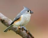 Tufted Titmouse