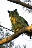 Great Horned Owls