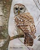 Barred Owl