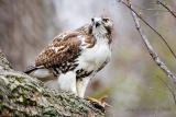 Redtail Hawk