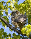 Great Horned Owls