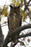 Great Horned Owls