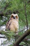 Great Horned Owls