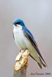 Tree Swallow