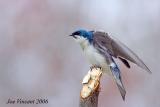 Tree Swallow