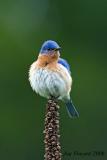 Eastern Bluebird