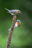 Eastern Bluebird Couple