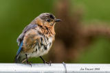 Wet Female Eastern Bluebird