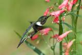 Rubythroated Hummingbird