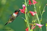 Rubythroated Hummingbird