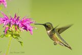 Rubythroated Hummingbird