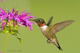 Rubythroated Hummingbird