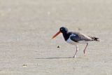 American Oystercatcher