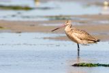 Marbled Godwit