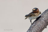 Barn Swallow