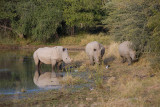 Rhino