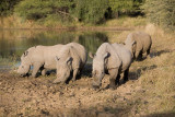 Rhino