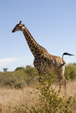 Giraffe