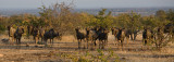 Wildebeest