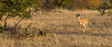 Steenbok