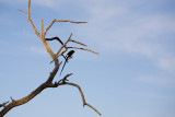Long-tailed shrike