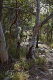 Mt. Cooroora