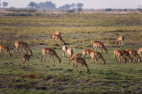 Impala