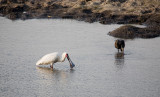 African Spoonbill