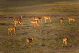 Impala