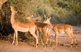Impala
