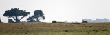 Lion silhouette
