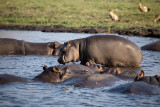 baby Hippo