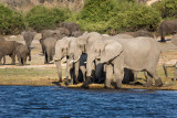 Elephants of Chobe