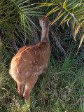 Female bushbuck