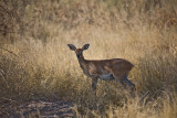 Pregnant Steenbok
