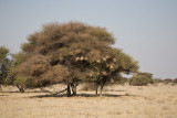 Weaver nests