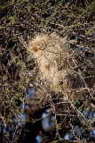 Weaver nests