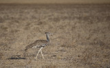 Kori Bustard