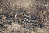 Steenbok