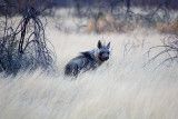 Brown Hyena