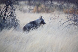Brown Hyena