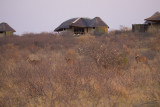 Kudu