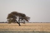 Lone Tree