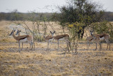 Springbok