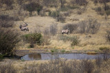 Oryx