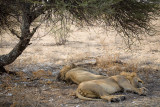 Lazy Lions