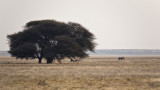 Lone Oryx