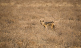 Black backed Jackal