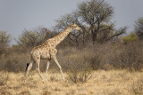 Giraffe