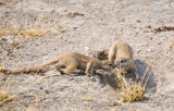 Ground Squirrels